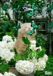 Cat Butterflies GIF