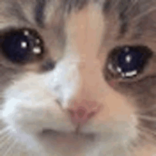 Sad Cat Crying Cat GIF - Sad Cat Crying Cat GIFs