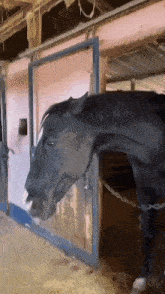 Horse Funny Horse GIF - Horse Funny Horse Animal GIFs