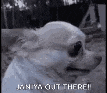 a chihuahua dog is looking at the camera and saying `` janiya out there '' .