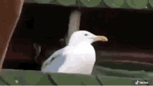 evil pigeon meme
