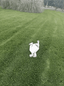 Rodando Perro GIF - Rodando Perro GIFs