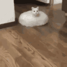 Ryuu Kedi GIF - Ryuu Kedi Cat GIFs