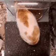 a hamster is sitting on a black mat next to a plastic container .