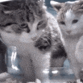 Cat Fight Cats GIF