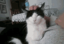 Lucy Cat GIF - Lucy Cat Pet GIFs