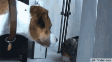 a dog and a cat are looking at each other in front of a fridge .
