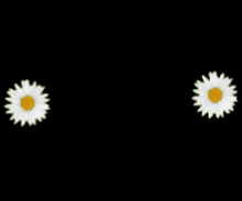 two daisies are being lit up by a bright light