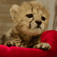 Cute Baby GIF - Cute Baby Leopard GIFs