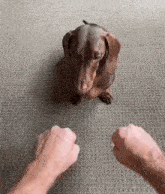 a brown dachshund is sitting on a carpet next to a person 's hands .