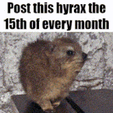 a picture of a small animal with the words post this hyrax the 15th of every month
