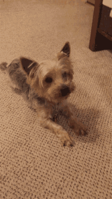 Puppy Roll GIF - Puppy Roll Over GIFs