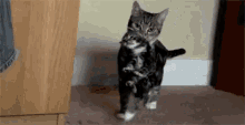 Cats Kitten GIF - Cats Kitten Enough For Today GIFs
