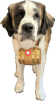 Dog Saint Bernard Sticker - Dog Saint Bernard Cute Stickers