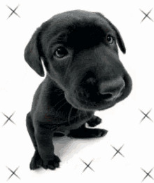 Cute Puppies GIF - Cute Puppies Dog GIFs