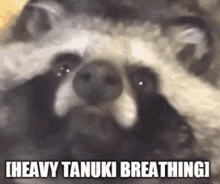 Heavy Breathing Tanuki GIF - Heavy Breathing Tanuki Raccoondog GIFs