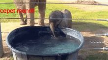baby elephants gajah anak gajah males mandi