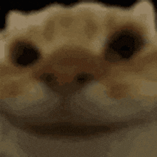 Nod Cat Hyper GIF - Nod Cat Hyper GIFs