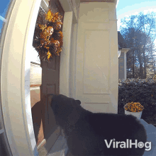 Sniffing Black Bear GIF - Sniffing Black Bear Viralhog GIFs