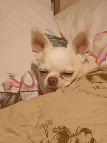 собака сонный GIF - собака сонный сонная GIFs