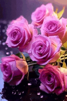 a bunch of pink roses with water drops on them