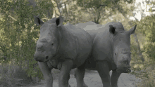 Look Around Meet Six Rescued Rhinos That Survived Poaching GIF - Look Around Meet Six Rescued Rhinos That Survived Poaching Best Friends GIFs