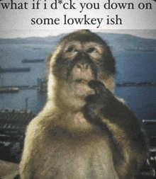 a picture of a monkey with the words what if i d * ck you down on some lowkey ish below it
