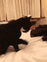 a black cat is standing on a bed in a bedroom