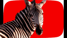 La Zebra GIF - La Zebra GIFs