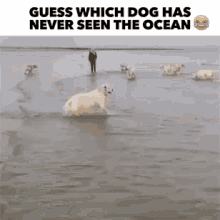 Guess Which Dog Happy Dog GIF