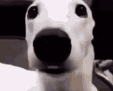 Dog Scareddog GIF - Dog Scareddog Shiveringdog GIFs