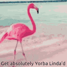 Flamingo Yorba Linda Yorba GIF - Flamingo Yorba Linda Flamingo Yorba GIFs