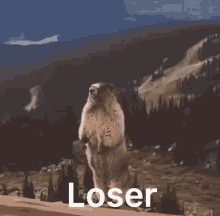 Loser Beaver GIF