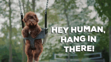 Hey Human Hang In There GIF - Hey Human Hang In There Dog Training GIFs