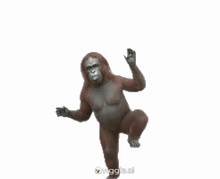 a gorilla is dancing on a white background with the word wiggle at the bottom