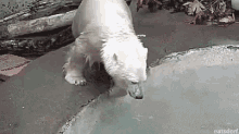 Polar Bear Cub GIF - Polar Bear Cub Water GIFs
