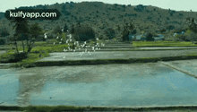 a flock of birds are flying over a field of water .