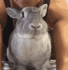 兔子 可爱 兔兔 GIF
