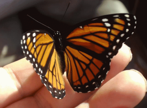 monarch butterfly flying gif