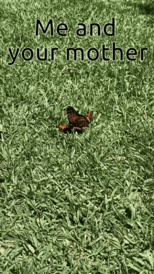 Butterfly Mating Mating GIF