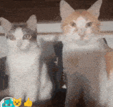 two cats are sitting next to each other and one of them has a thumbs up