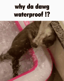 Otter Water GIF - Otter Water Why Da Dawg Waterproof GIFs