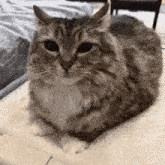 a close up of a cat laying down on a bed .