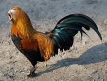 a rooster with its beak open is standing on the ground