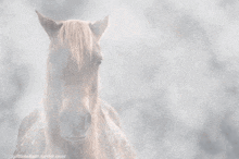 Tomascore Fog GIF - Tomascore Fog Horse GIFs