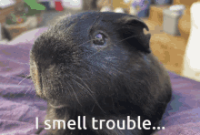 I Smell Trouble Sniff GIF - I Smell Trouble Sniff Oil Pig GIFs