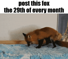 a fox is crawling on a bed with the words post this fox the 29th of every month