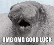 Nervous For You GIF - Walrus Goodluck GIFs