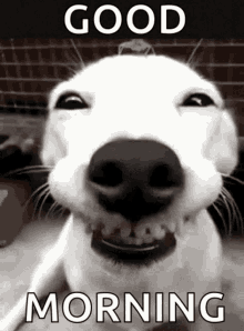 Dog Smiling GIF - Dog Smiling With GIFs