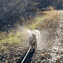 Malisch Dog GIF - Malisch Dog Samoyed GIFs